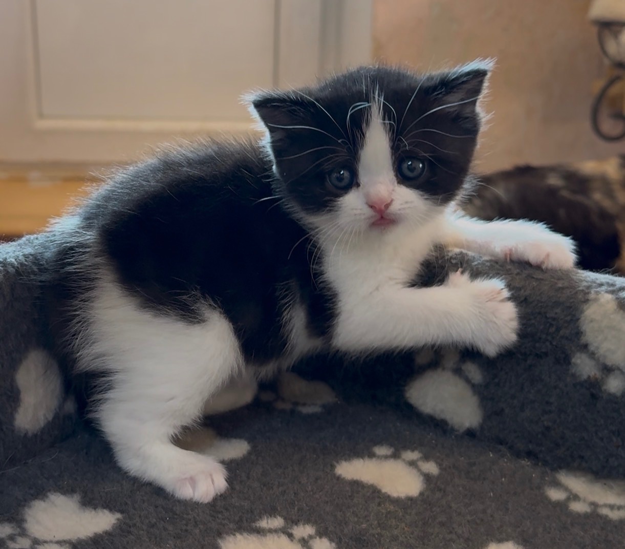 Шотландське кошеня з неймовірним характером