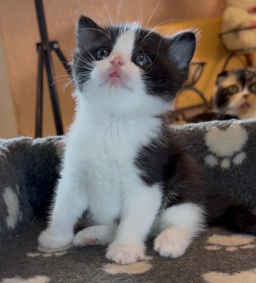 Шотландське кошеня з неймовірним характером