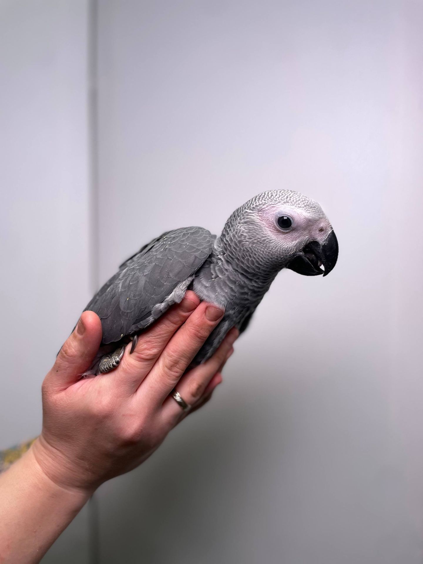 Африканський сірий папуга Жако, ручні пташенята викормиші жако з днк тестами, окільцьовані