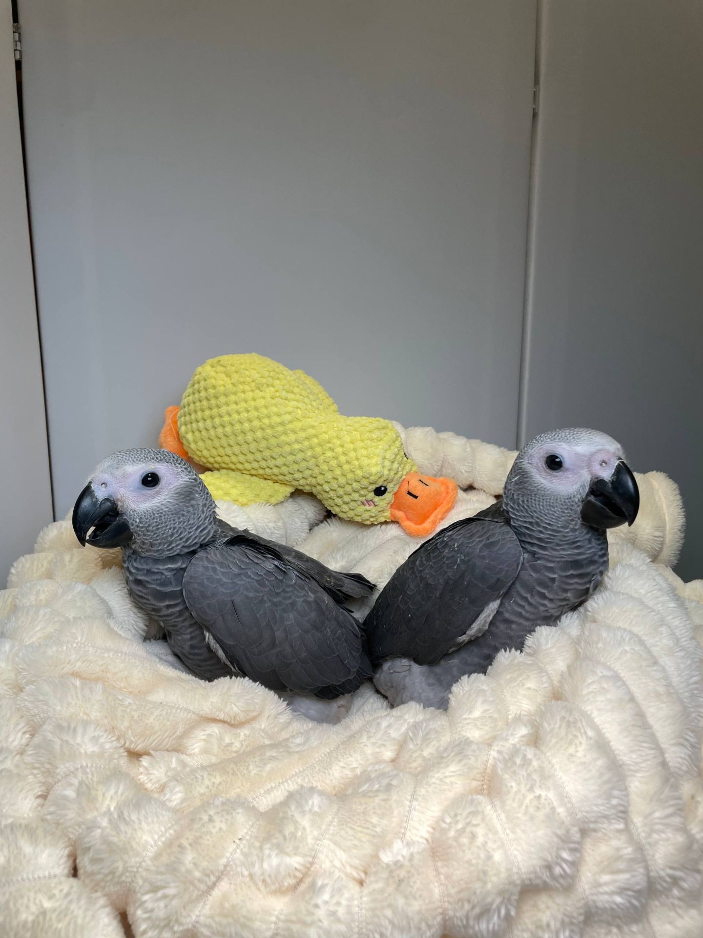 Африканський сірий папуга Жако, ручні пташенята викормиші жако з днк тестами, окільцьовані