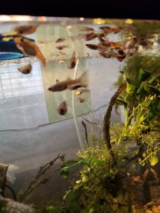 Меняю рыбок гуппи на аквариумных креветок