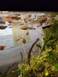 Меняю рыбок гуппи на аквариумных креветок