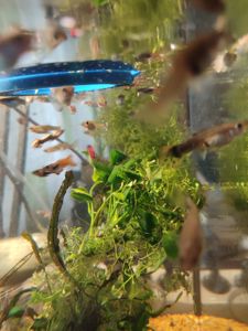Меняю рыбок гуппи на аквариумных креветок