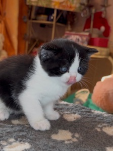 Шотландське кошеня з неймовірним характером