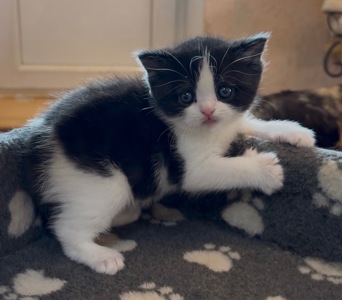 Шотландське кошеня з неймовірним характером