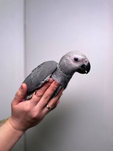 Африканський сірий папуга Жако, ручні пташенята викормиші жако з днк тестами, окільцьовані