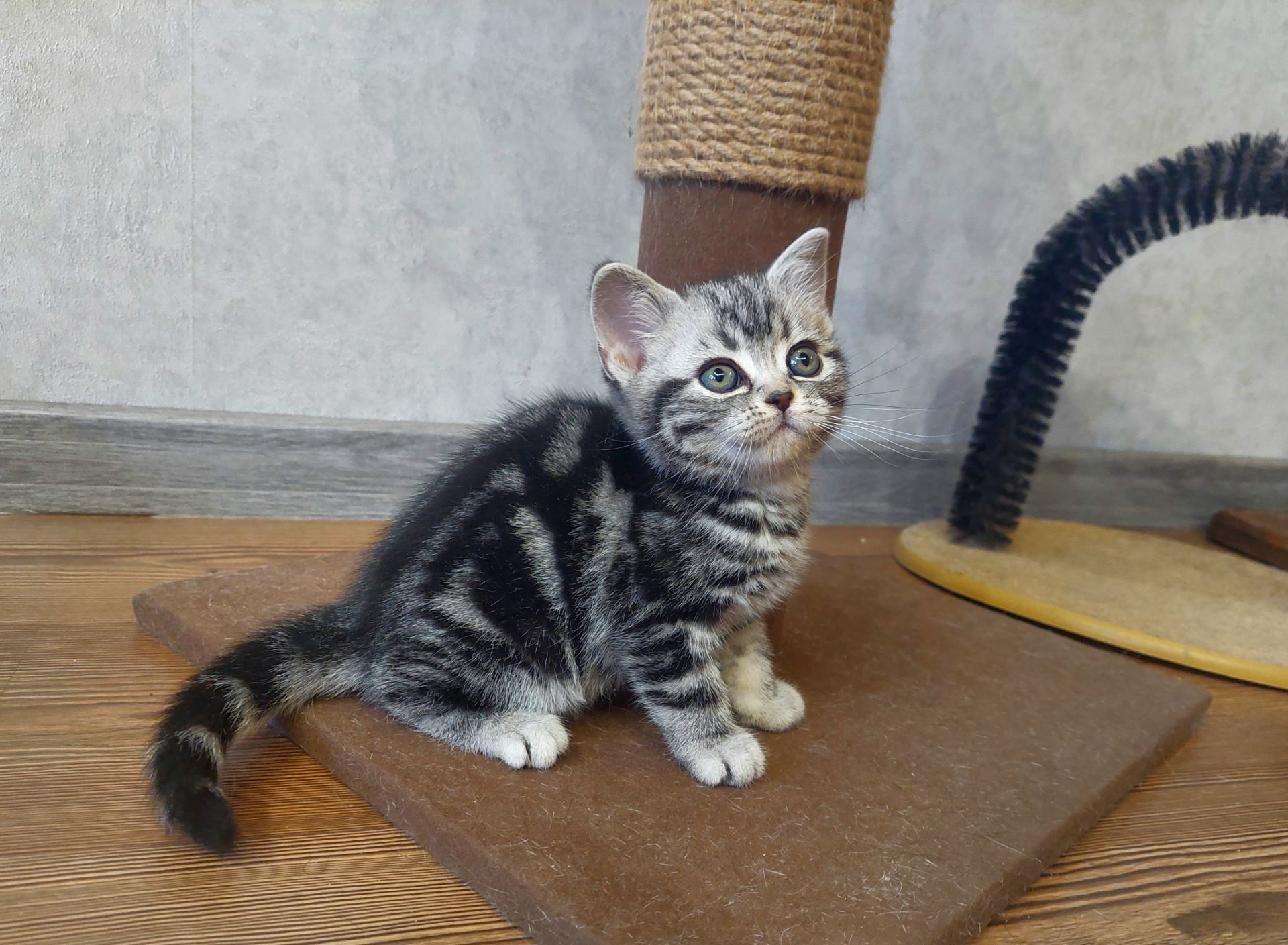 Американська короткошерстна ДІВЧИНКА. РЕЗЕРВУВАННЯ.