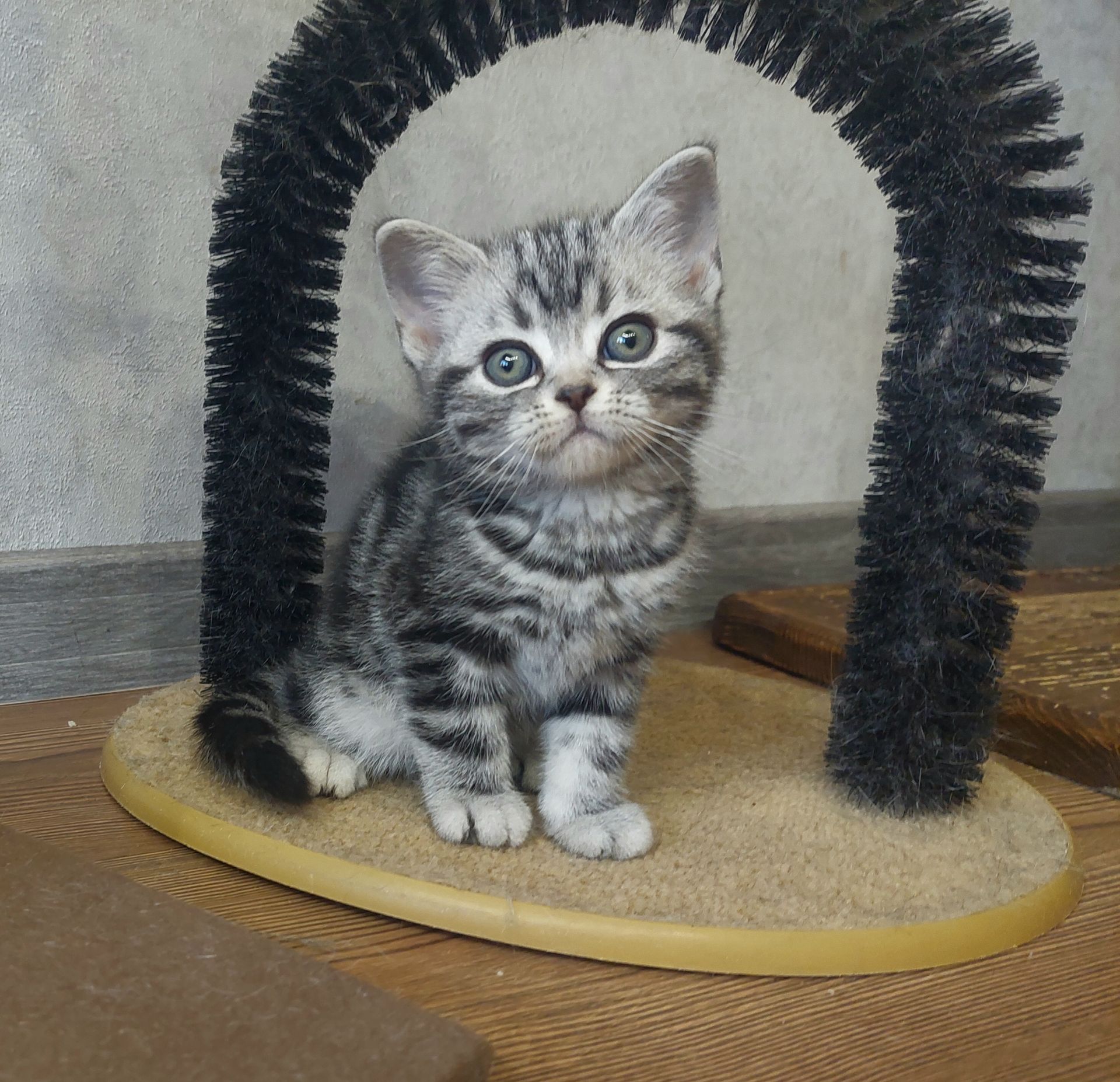 Американська короткошерстна ДІВЧИНКА. РЕЗЕРВУВАННЯ.