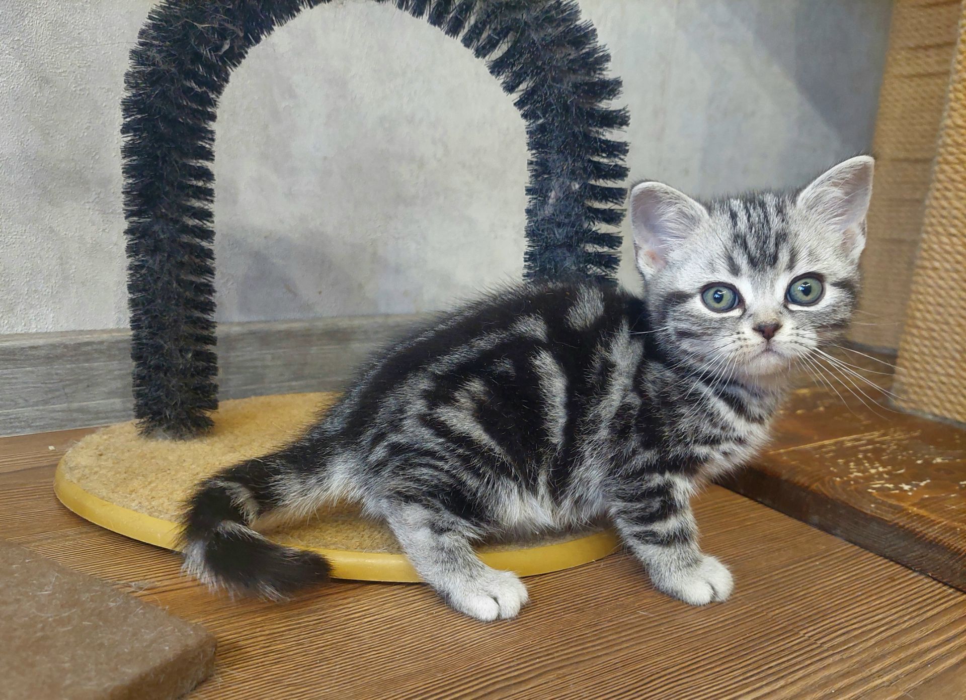 Американська короткошерстна ДІВЧИНКА. РЕЗЕРВУВАННЯ.