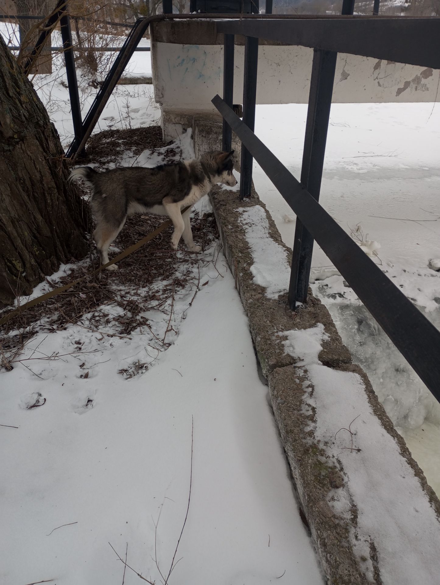 Цуценя хаскі