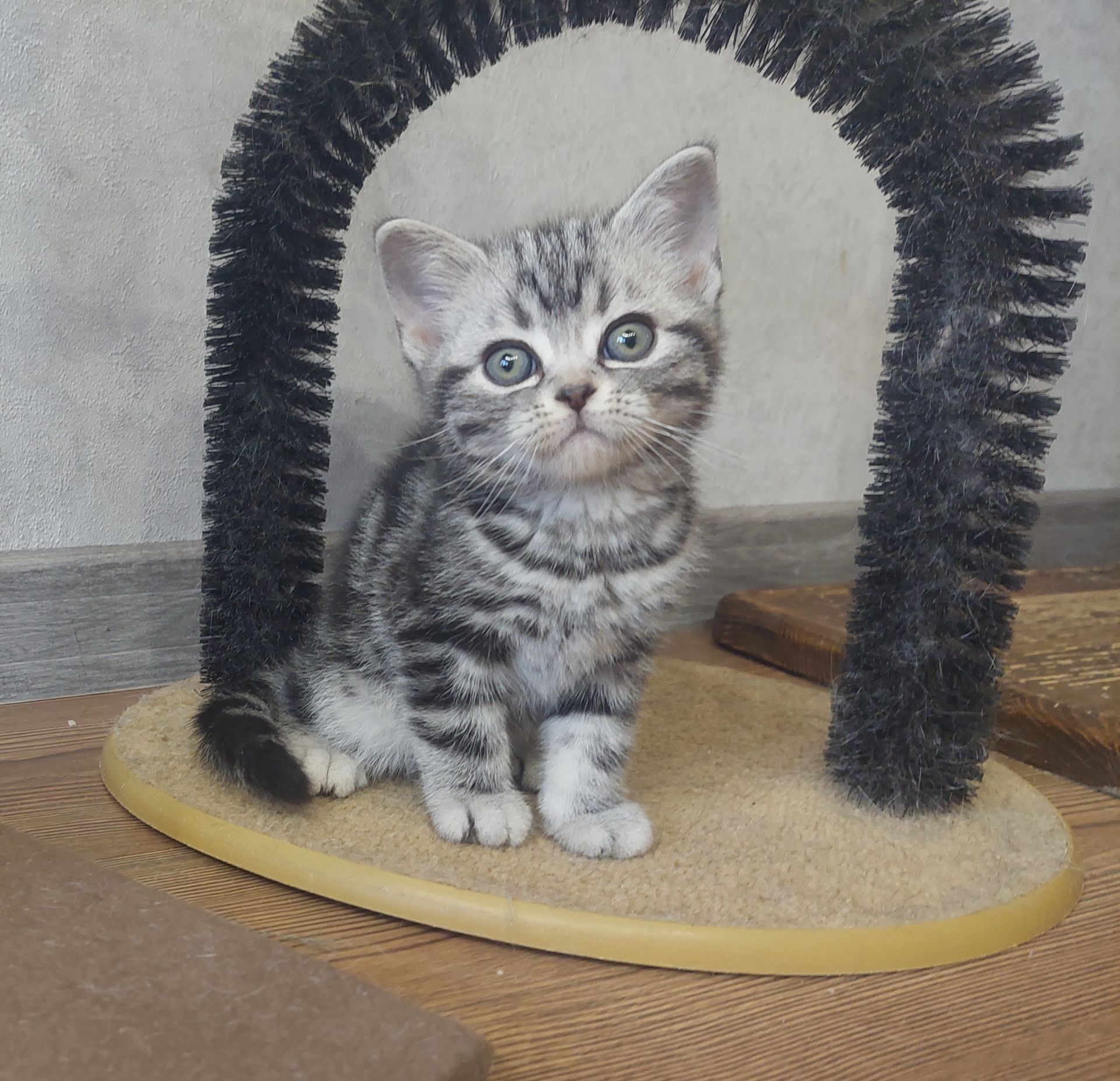 Американська короткошерстна ДІВЧИНКА. РЕЗЕРВУВАННЯ.