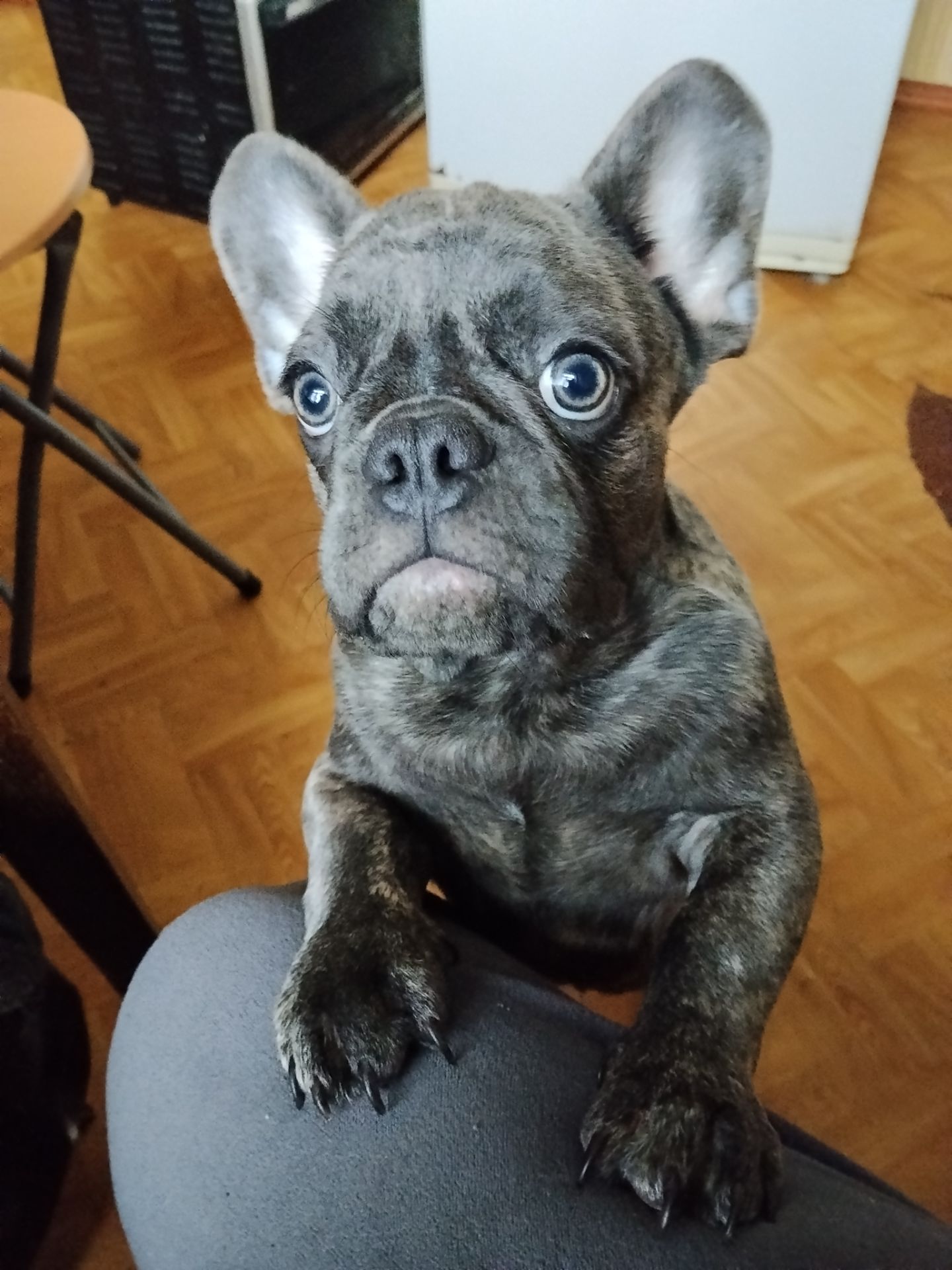 Цуценя французького бульдога