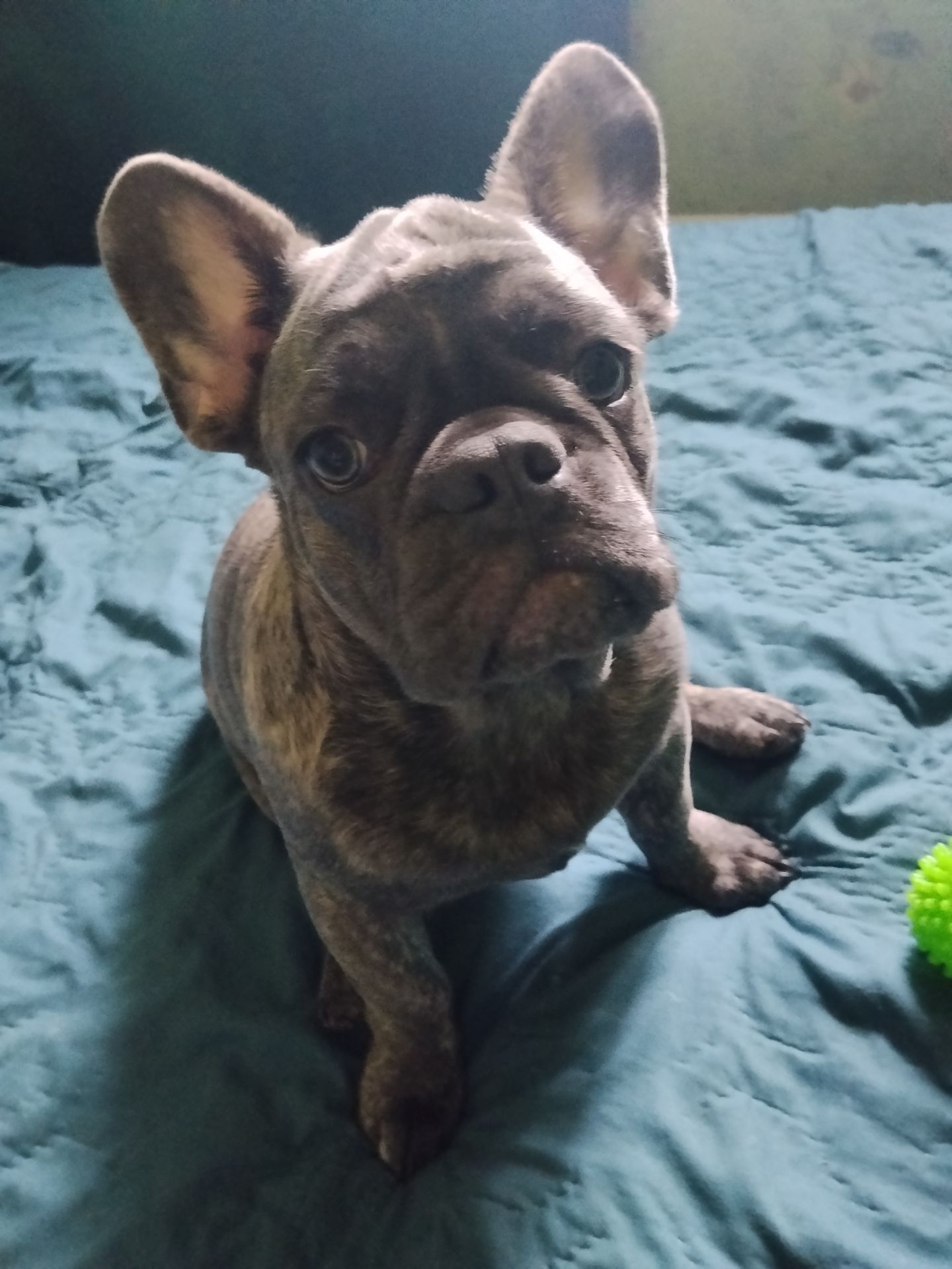 Цуценя французького бульдога