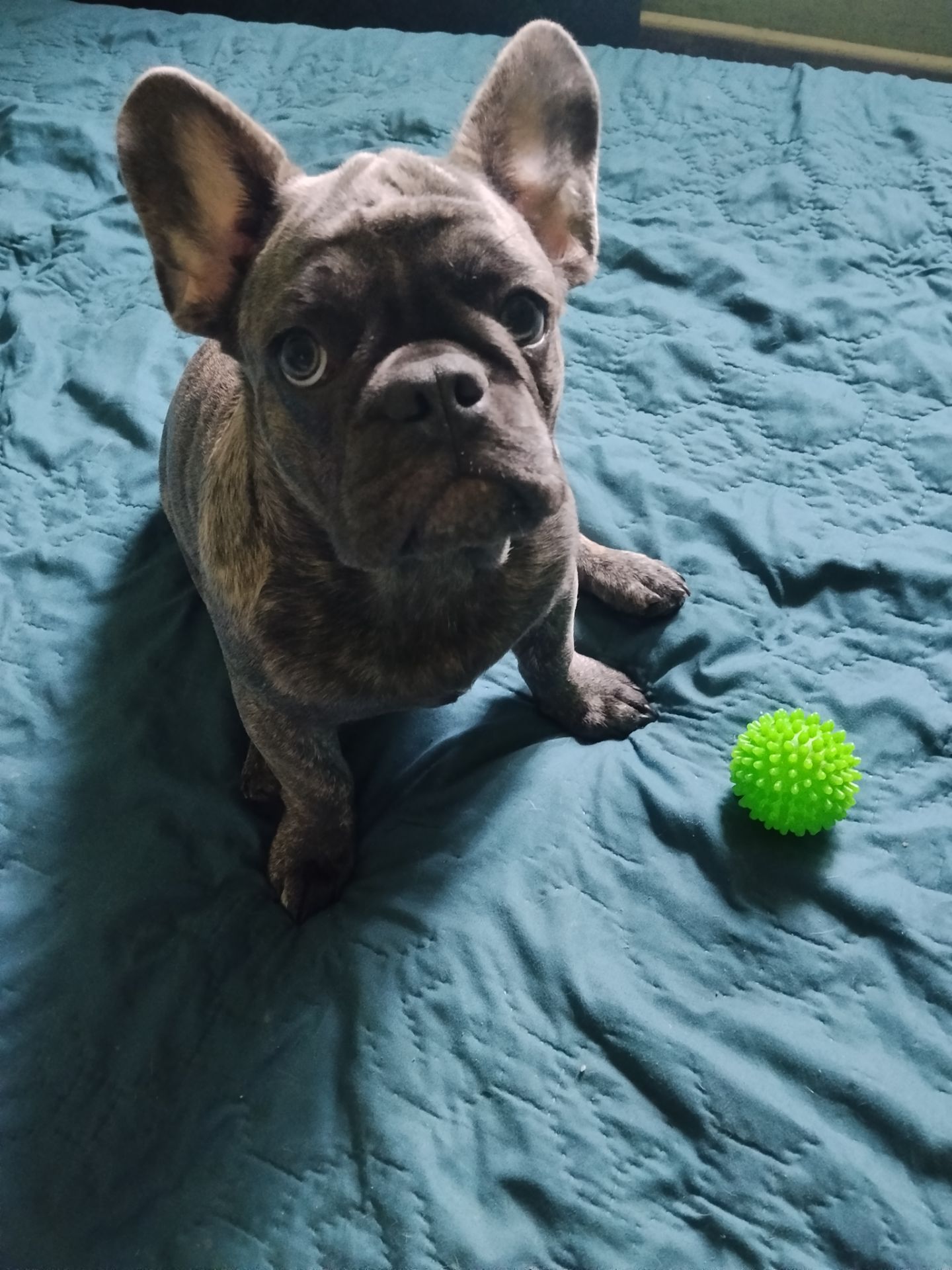 Цуценя французького бульдога