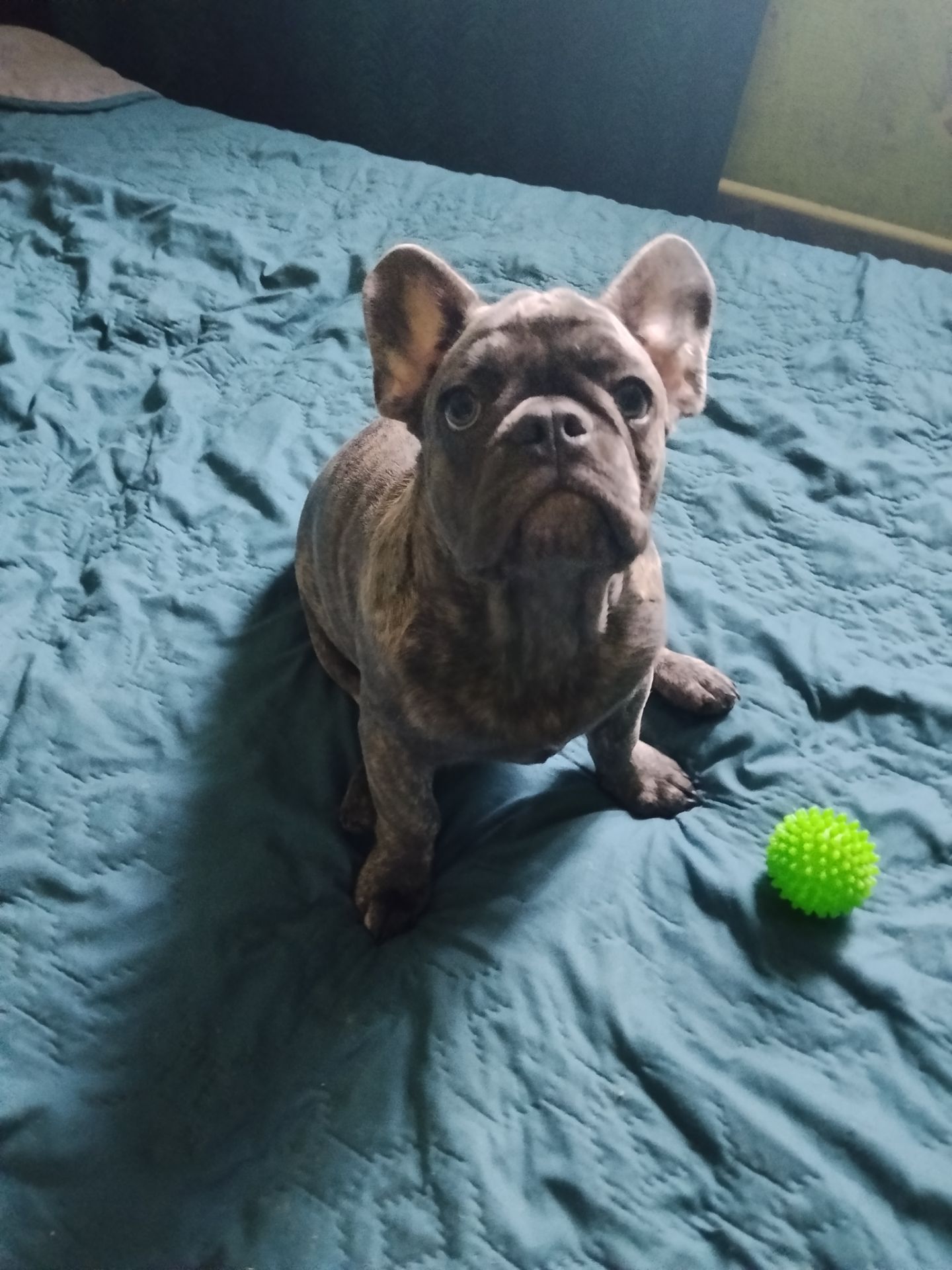 Цуценя французького бульдога