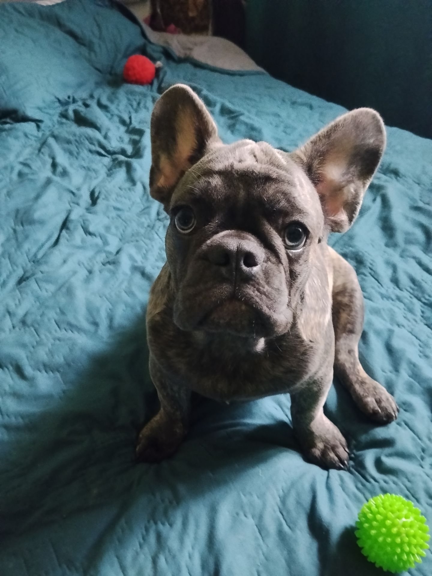 Цуценя французького бульдога