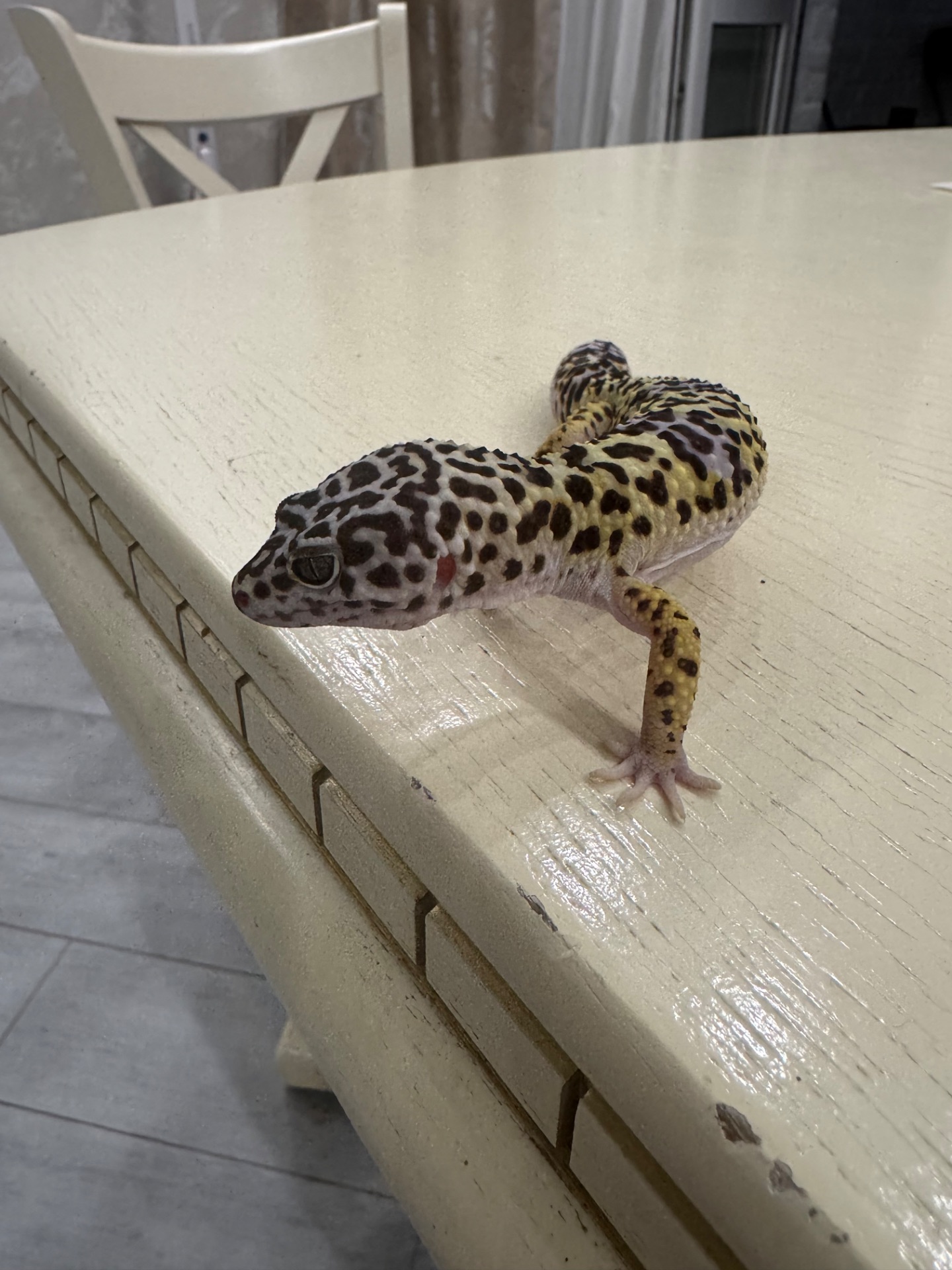 Гекон еублефар з усім необхідним для утримання