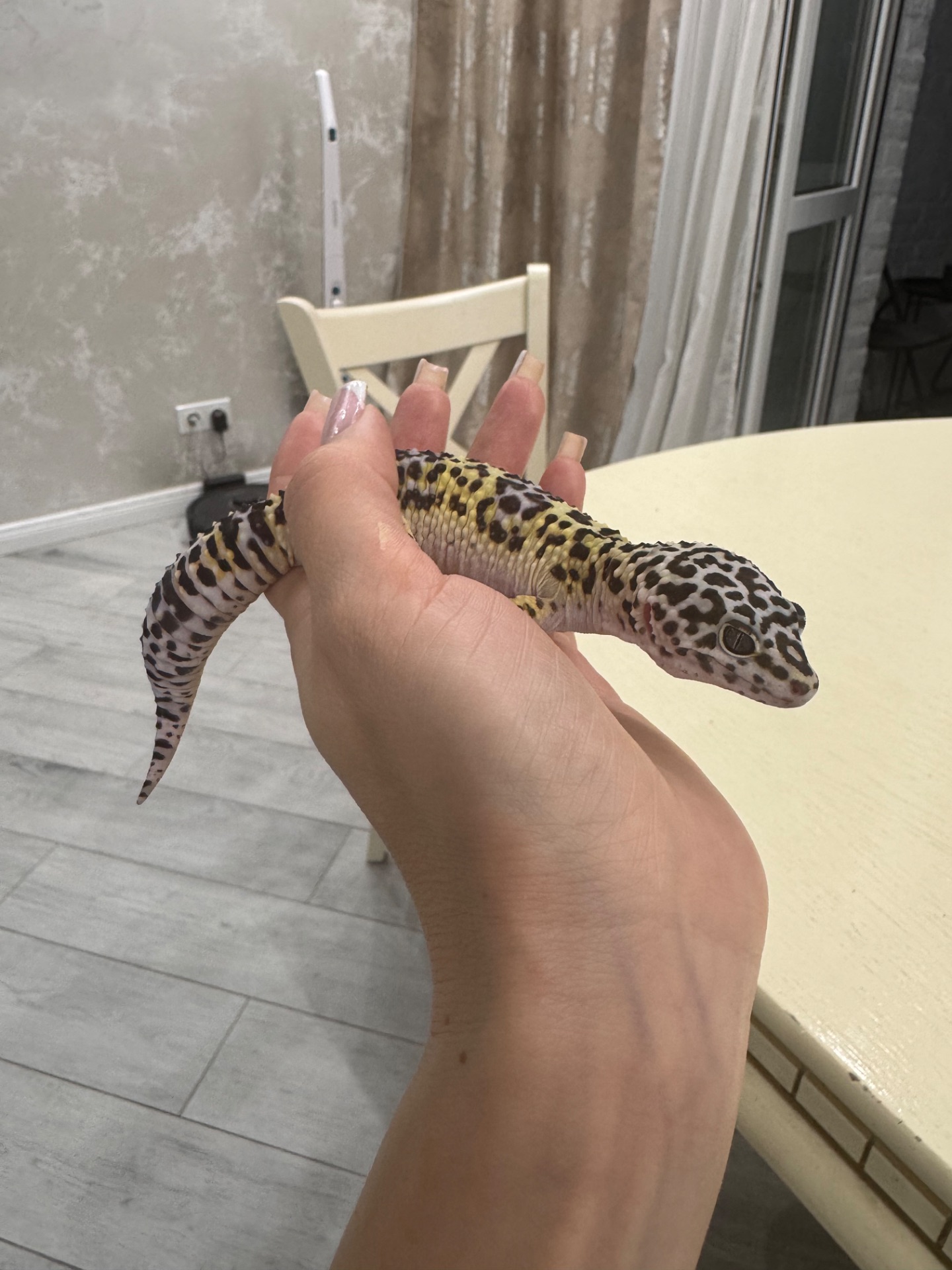 Гекон еублефар з усім необхідним для утримання