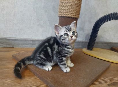 Американська короткошерстна ДІВЧИНКА. РЕЗЕРВУВАННЯ.