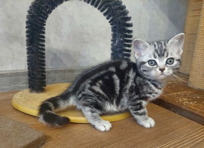 Американська короткошерстна ДІВЧИНКА. РЕЗЕРВУВАННЯ.