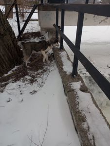 Цуценя хаскі