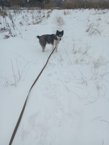 Цуценя хаскі