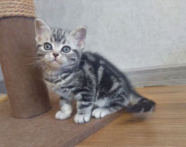 Американська короткошерстна ДІВЧИНКА. РЕЗЕРВУВАННЯ.