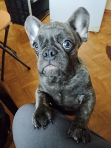 Цуценя французького бульдога