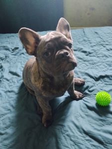 Цуценя французького бульдога