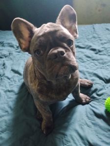 Цуценя французького бульдога