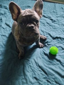 Цуценя французького бульдога