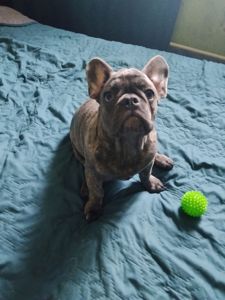 Цуценя французького бульдога