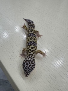 Гекон еублефар з усім необхідним для утримання