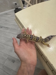 Гекон еублефар з усім необхідним для утримання