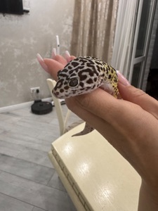 Гекон еублефар з усім необхідним для утримання