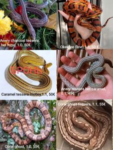 Маїсовий(маїсовий) полоз, малюки 2025 року, маїсовий полоз, маисовый полоз, маисик