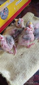 Корела (малюки)