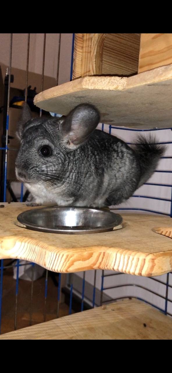 Чесік і Ласка — доглянуті шиншили, шукають нових господарів