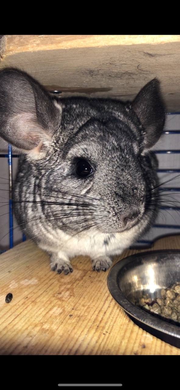 Чесік і Ласка — доглянуті шиншили, шукають нових господарів