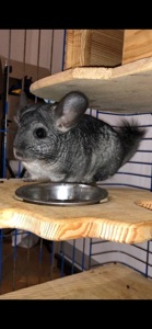 Чесік і Ласка — доглянуті шиншили, шукають нових господарів