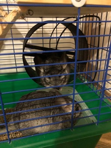 Чесік і Ласка — доглянуті шиншили, шукають нових господарів