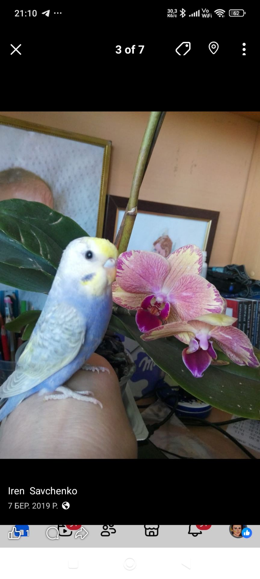 Хвилясті папуги, райдужні