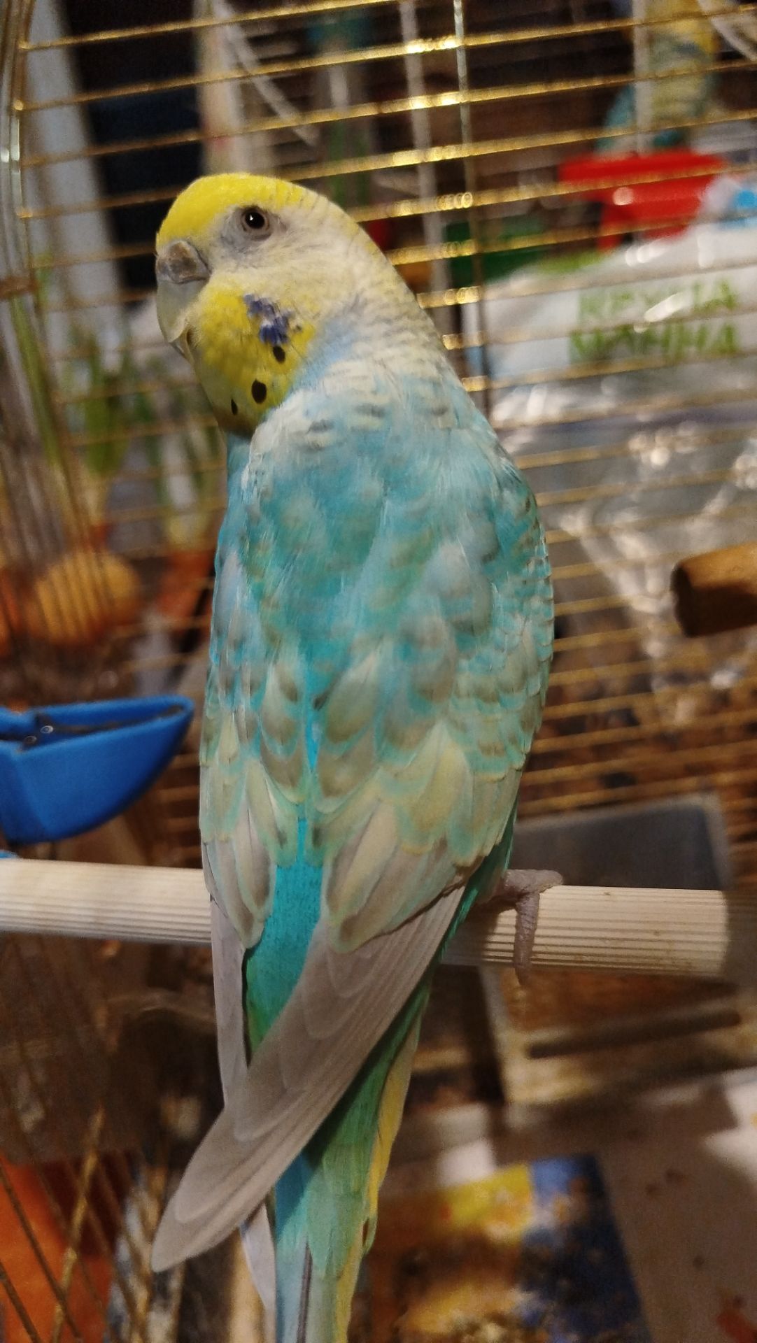 Хвилясті папуги, райдужні