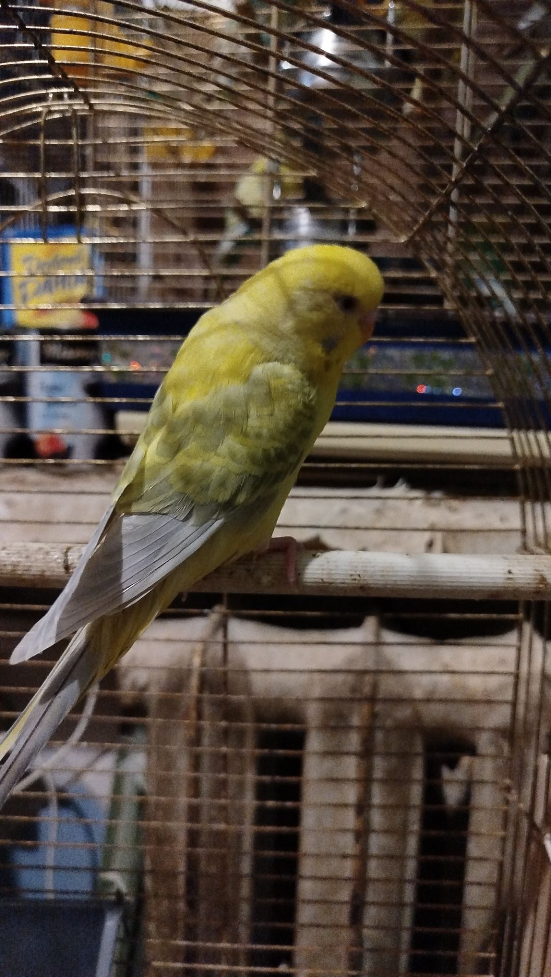 Хвилясті папуги, райдужні