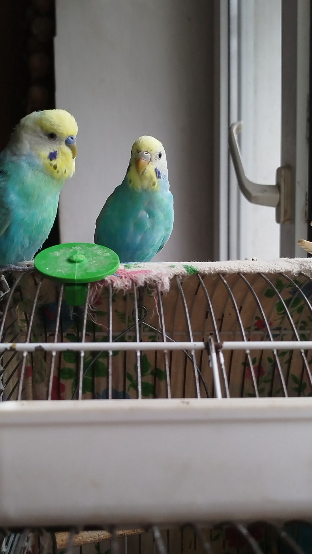 Хвилясті папуги, райдужні