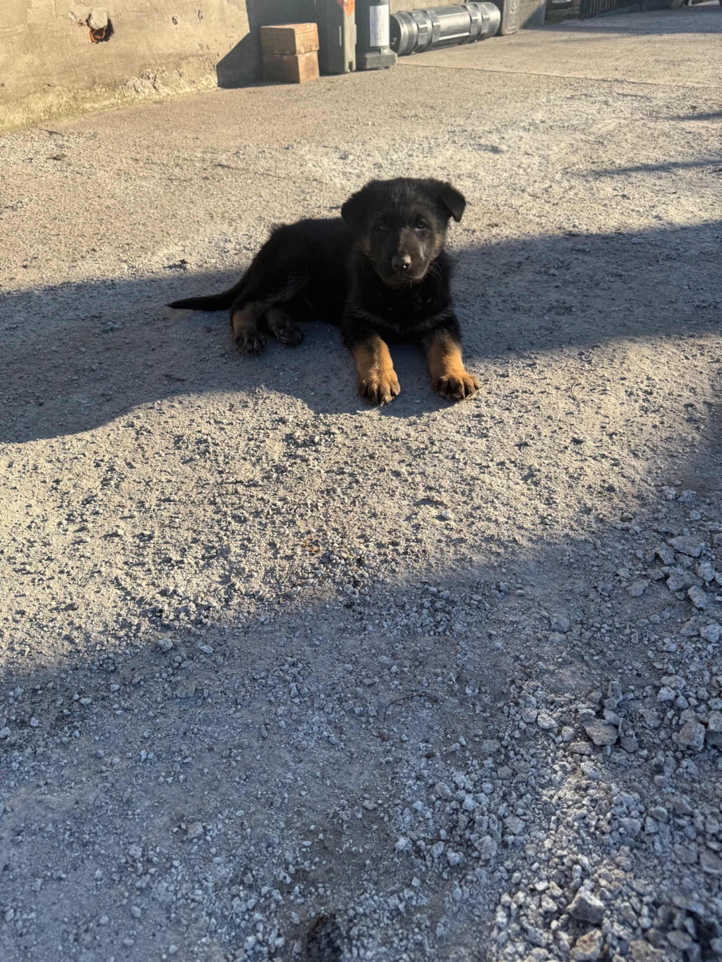 Цуценята німецької вівчарки