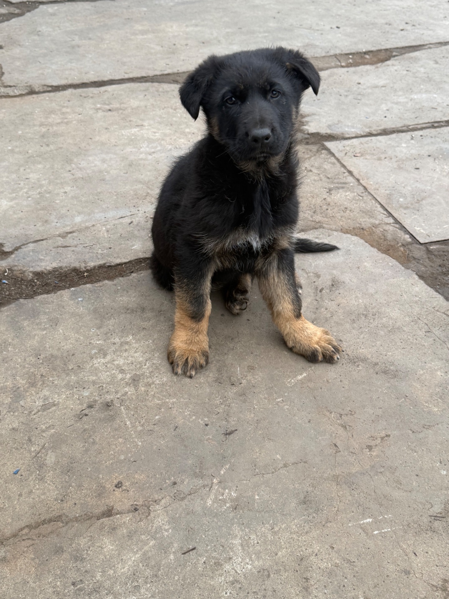 Цуценята німецької вівчарки