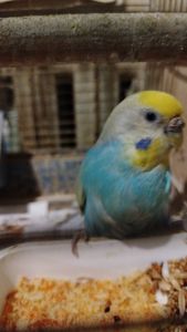 Хвилясті папуги, райдужні