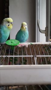 Хвилясті папуги, райдужні