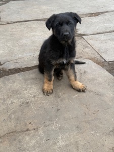 Цуценята німецької вівчарки